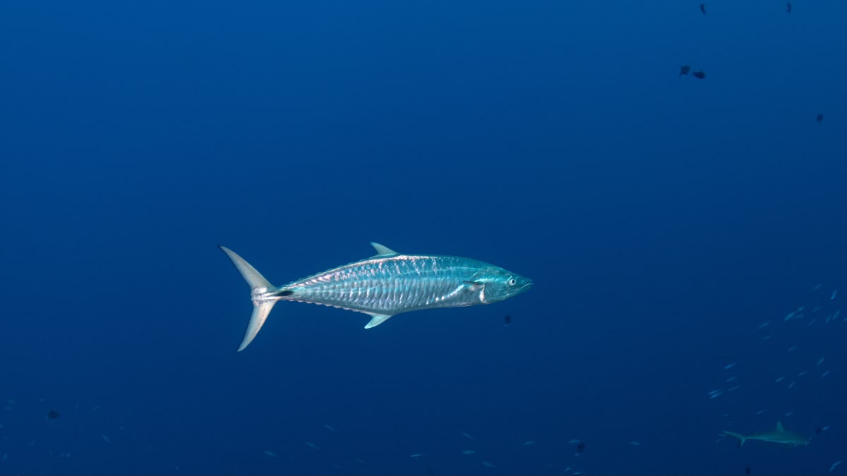 IMG_5450.jpeg